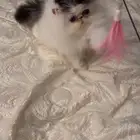 بيرشن فان بيكي فيس للبيع