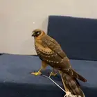 طير للبيع