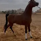 حصان فاخررر