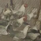 ديك فيومي ديكة عدد 20