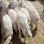 22 رأس طليان زواجات و مناسبات
