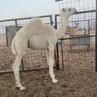 حوار على طمام ابن دلمخ