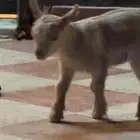 تيس قزم بيور للبيع على السوم عمره أسبوعين