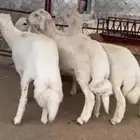 خرفان للبيع