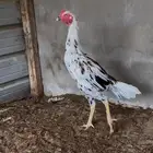 تم البيع