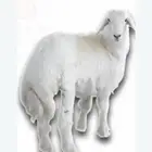 حري فاخر مقاسات مختلفه وأسعاره مناسبه