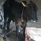 حسيل لباني بلدي لباني للبيع