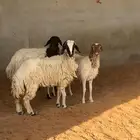 رخال نعيم