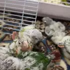 فروخ كنيور غز((تم البيع ))