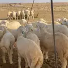 طليان العدد50