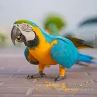 مكاو هدد متكلم