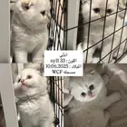 قطط سكوتش فولد