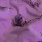 هامستر أليف