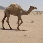 مفاريد وحيران طيبه