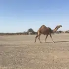 بكره لقيه حمرا