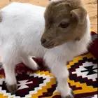 ماعز قزمي
