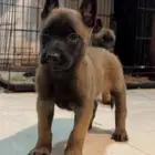 جراء مالينو