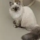 قطط للتبني شيرازي