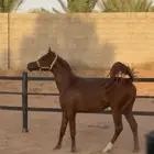 مهر واهو مكس