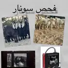 فحص سونار للأغنام والمعز بأدق الاجهزة