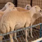 رخال حريات صنف الصنف نخبه دفيع شرط سونار تأسيس مراح
