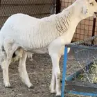 مشروع فحل صنف الصنف ابوه العور من حلال مطر زايد الدهيمي
