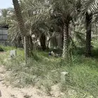 قطعتين زراعيتين مجموع مساحتهما 1000 متر للتأجير السنوي