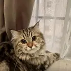 قطة شيرازي للتبني