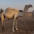 بكره عليانية السن سديس