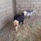 تيس وخروف اعمارهن خمس شهور واكثر ونعاج ولد 2واحده مضرع
