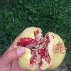 شتلات رمان بيده الفاخر عرض خاص