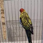 طير روزيلا تم البيع تم البيع