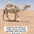 للبيع لقحات وخلفه علي جميع الشروط