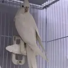 ذكر كروان البينو