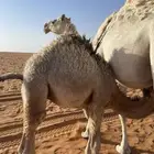 قعود لباني بري للبيع
