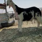 طلي مشروع فحل كفو معرف العمر 6شهور