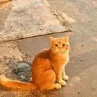 قط ضائع للتبني مجانا