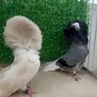 زوج جاكوبين فاخر