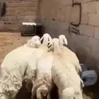 تم البيع