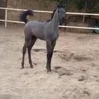 للبيع مهره شعبيه موجود تابي وتمارا بي 4500 ريال