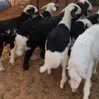 غنم رخال حريات ومشاريك