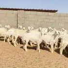رخال حريات حرش مراح واحد عدد 84