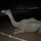 رحول طوع للبيع