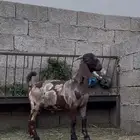 كلهاري جيشي تم البيع