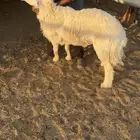 فحل حري صنف