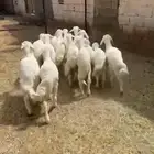 تم البيييع