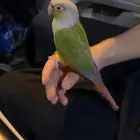 كنيور للبيع اليف ويطلع على اليد