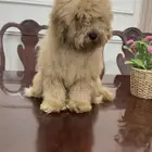 بودل ذكر للبيع