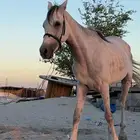 حصان عربي