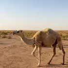 للبيع مفروده